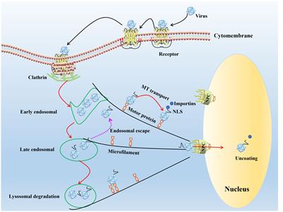 For better or worse: crosstalk of parvovirus and host DNA damage response